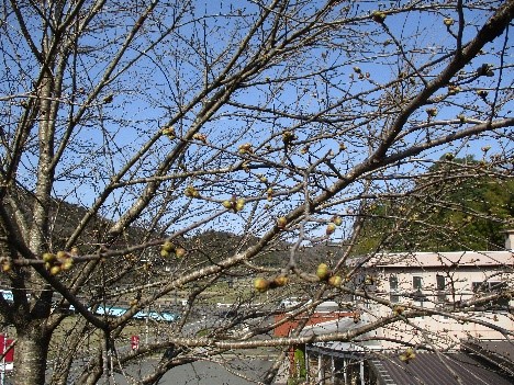 桜の木2